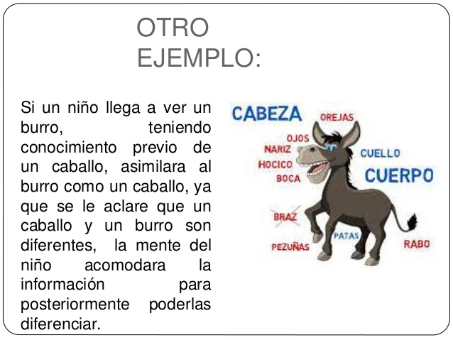 Resultado de imagen para ejemplo de asimilacion y acomodacion segun piaget